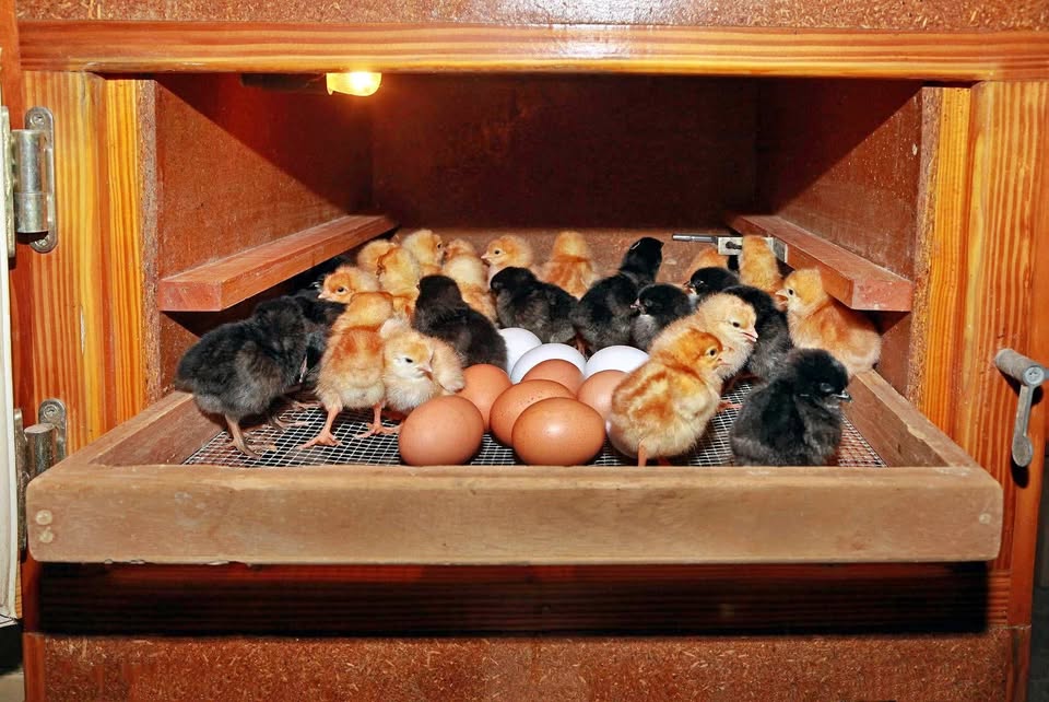 Imashini irarira amagi (incubator)