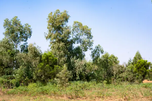 IKIBANZA KIGURISHWA
