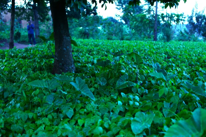 PLOT FOR SALE AT NYAKARIRO