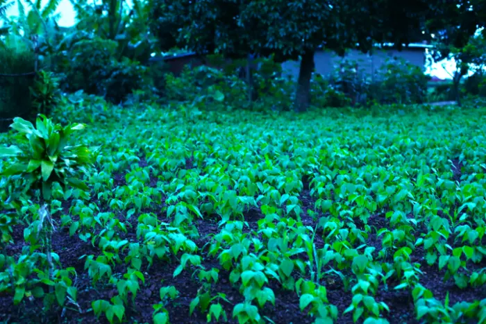 PLOT FOR SALE AT NYAKARIRO