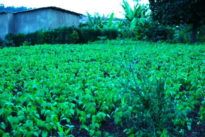 PLOT FOR SALE AT NYAKARIRO