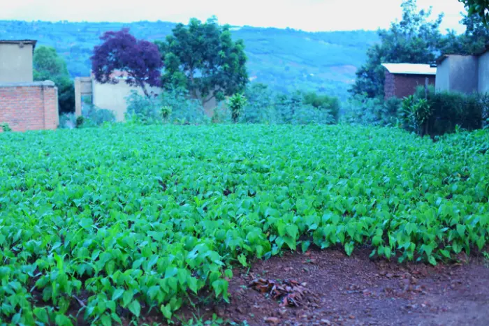 PLOT FOR SALE AT NYAKARIRO