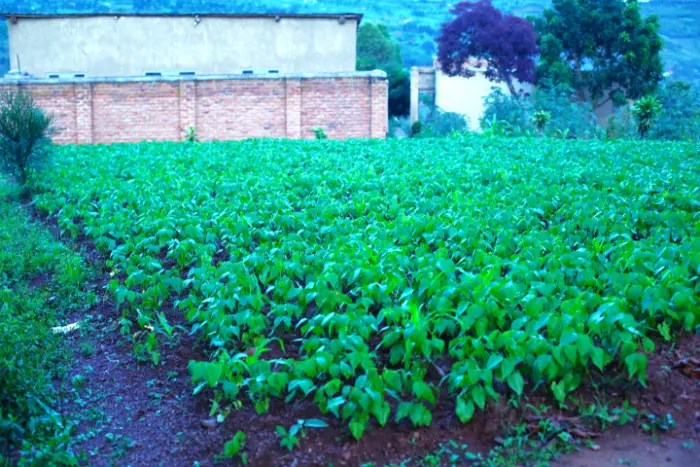 PLOT FOR SALE AT NYAKARIRO