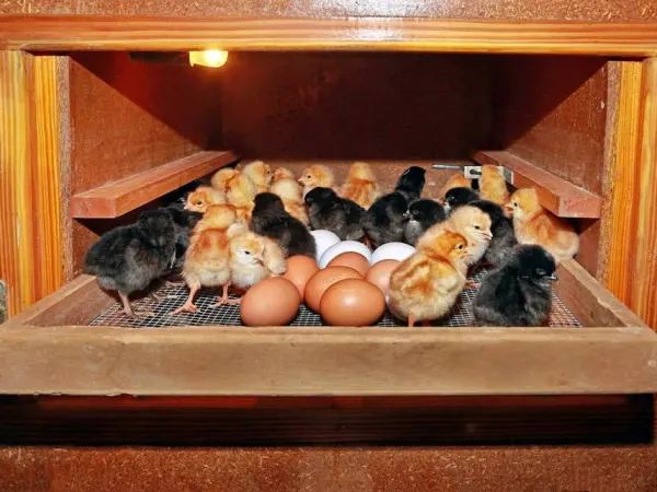 Imashini irarira amagi (incubator)