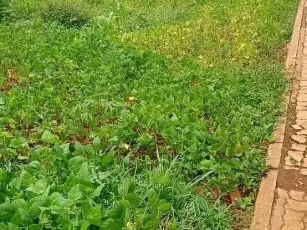 Residential plot for sale 𝚒𝚗 𝚝𝚛𝚊𝚖𝚊𝚌  road