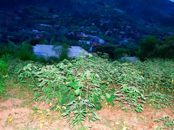 LAND FOR SALE AT BUMBOGO
