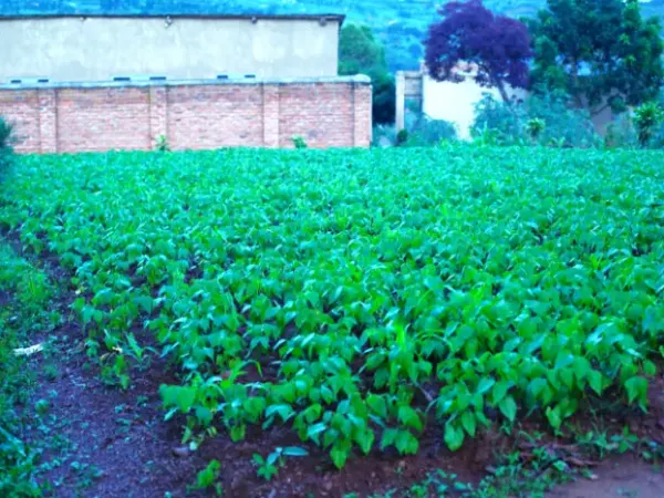 PLOT FOR SALE AT NYAKARIRO